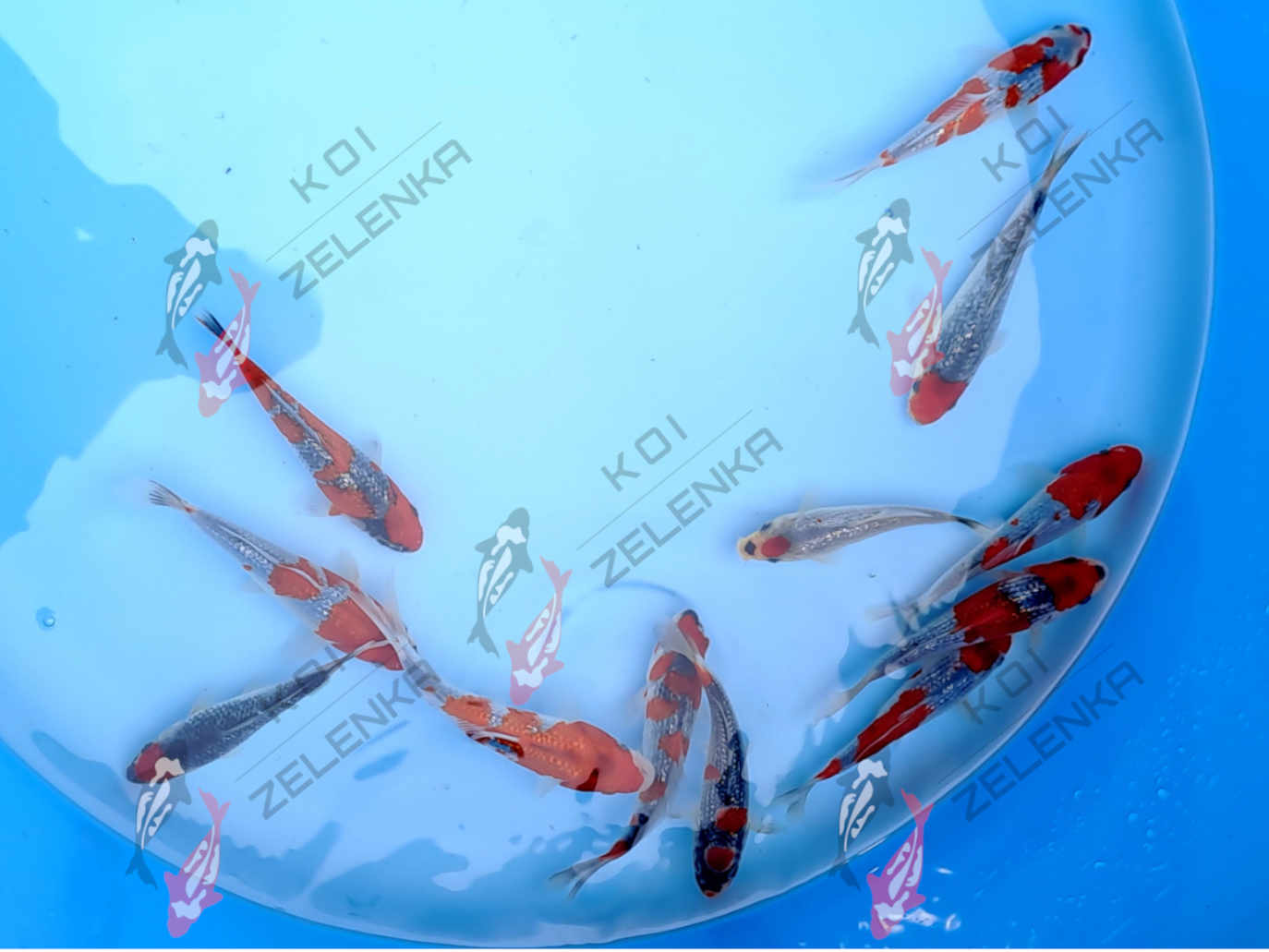 Koi - Ginrin Goshiki